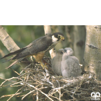 گونه لیل Eurasian Hobby